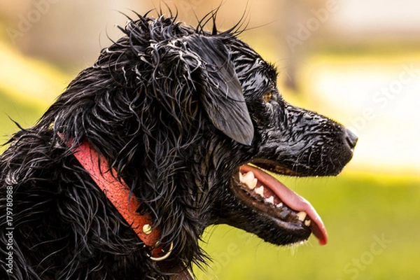Fototapeta Dog after having a bath