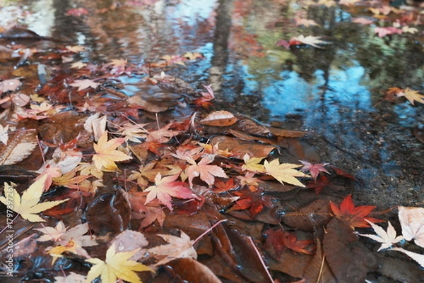 Obraz 水に沈む落葉したもみじ