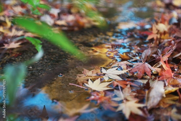 Obraz 水に浮かぶ紅葉したもみじの落ち葉