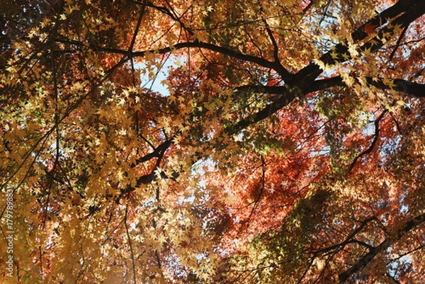 Obraz 頭上で鮮やかに広がる紅葉の風景