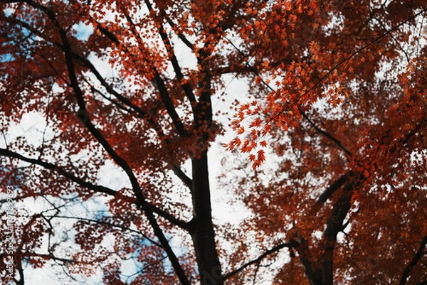 Obraz 秋空と高い木を背景にした紅葉したもみじ
