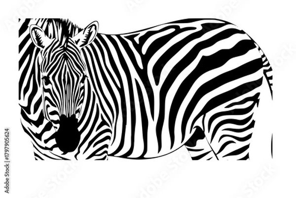 Fototapeta Vector illustration of seamless zebra pattern
