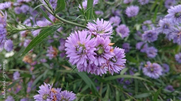 Obraz 紫色の小さな花