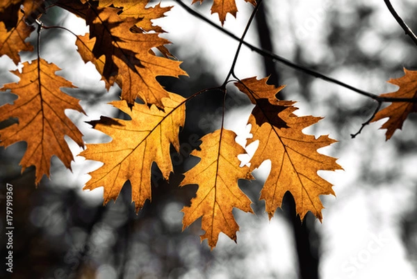 Fototapeta Botanical image showcasing tranquil oak foliage and delicate droplets