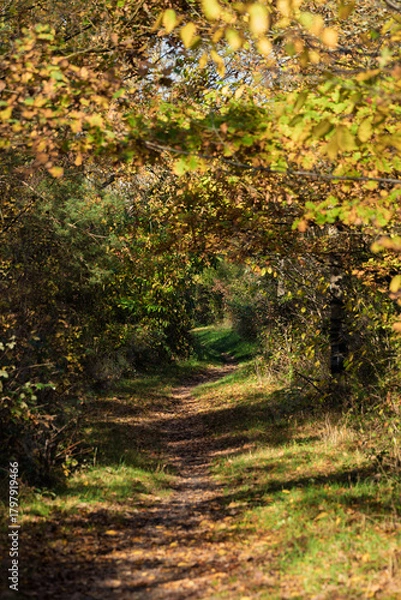 Fototapeta Quiet trail with golden leaves and sunlight filtering through trees