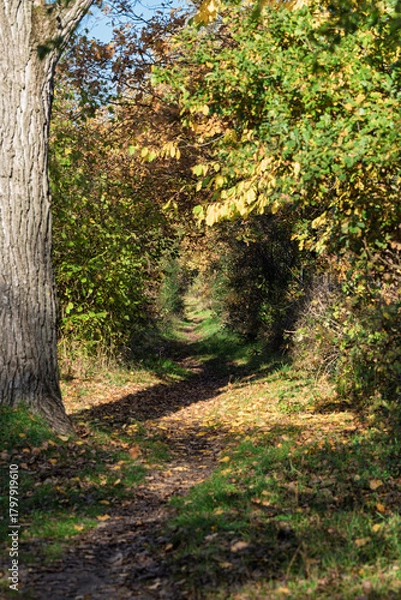 Fototapeta Quiet trail with golden leaves and sunlight filtering through trees
