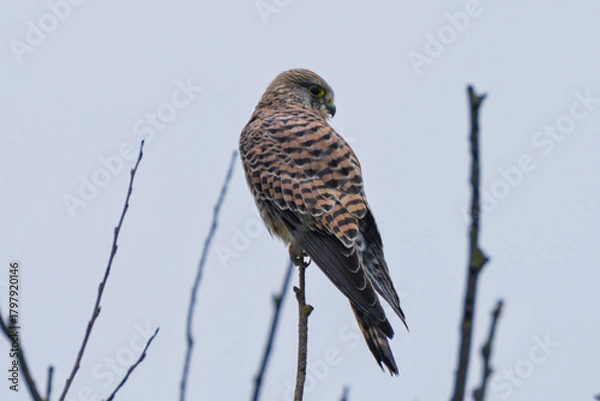Fototapeta Bird eyes hunt, Kestrel watches landscape carefully, Bird perched alertly surveying area ready to strike, Kestrel positioned boldly amid leafless branches with sharp talons poised for attack