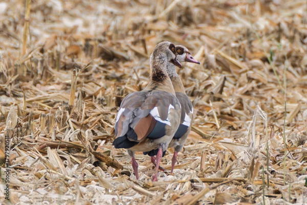 Fototapeta Goose in field, Solitary Egyptian goose in farmland at dusk, Mottled feathery bird scanning for seeds in dry fields, Rural scene featuring lone Egyptian goose amid harvested corn under warm sunlight