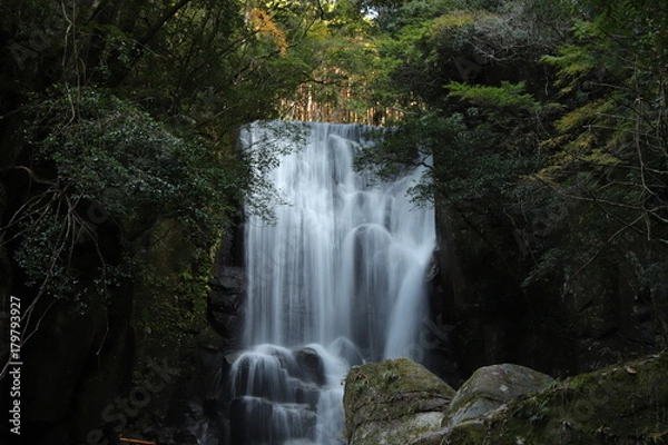 Fototapeta 桑の木の滝