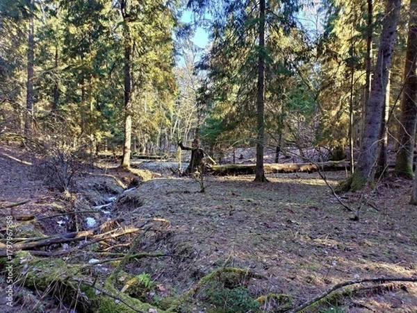 Fototapeta Spring landscape in the forest. Early spring in the forest. The first warm days