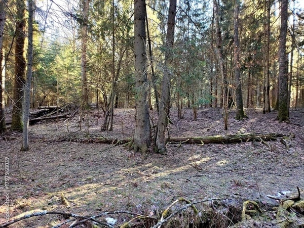 Fototapeta Spring landscape in the forest. Early spring in the forest. The first warm days