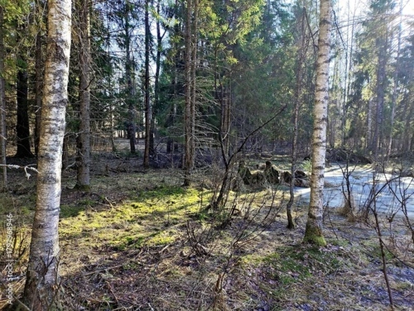 Fototapeta Spring in the forest, the grass withered, the last snow, warm spring day, desktop wallpapers