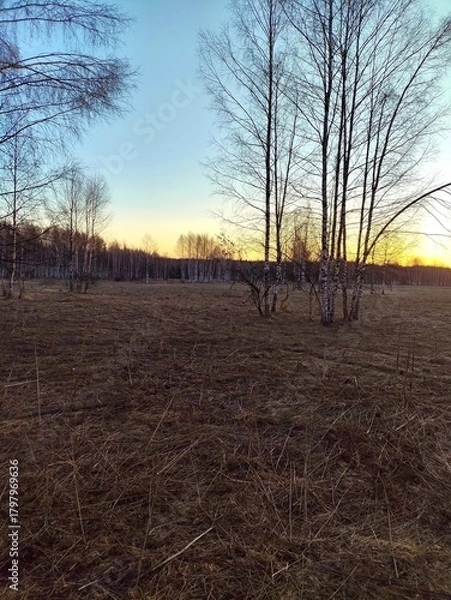 Obraz Spring in the forest, the grass withered, the last snow, warm spring day, desktop wallpapers