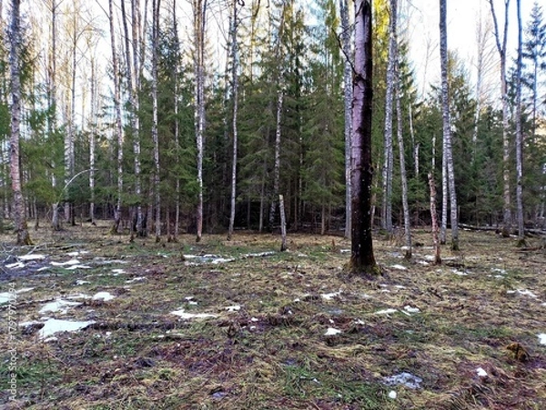 Fototapeta Spring landscape in the forest. Early spring in the forest. The first warm days