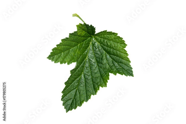 Obraz Currant leaf