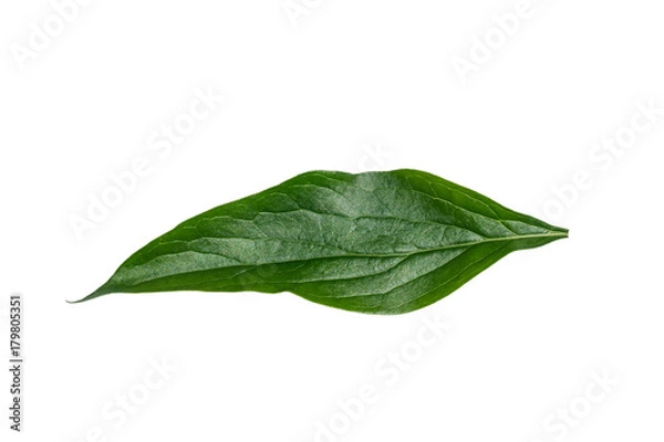 Obraz Peony leaf