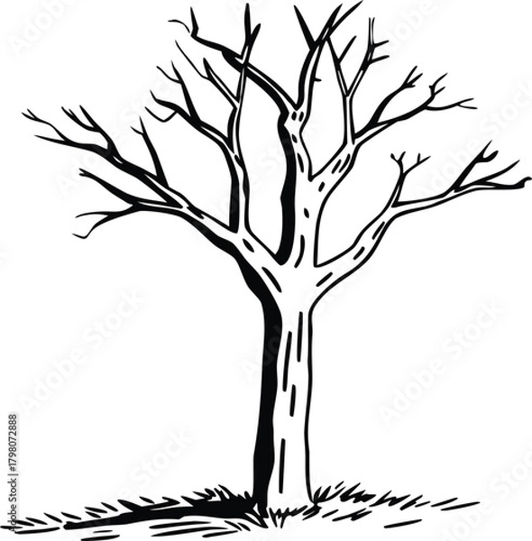 Obraz Bare Tree Silhouette: A stark black and white depiction of a leafless tree, showcasing the stark beauty of nature's stark form and skeletal branches.