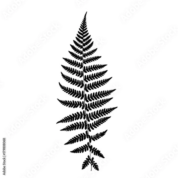 Fototapeta Fern leaf silhouette. Vector illustration