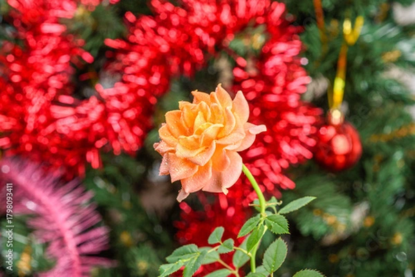 Fototapeta A peach rose with water droplets on its petals in front of a Christmas tree.