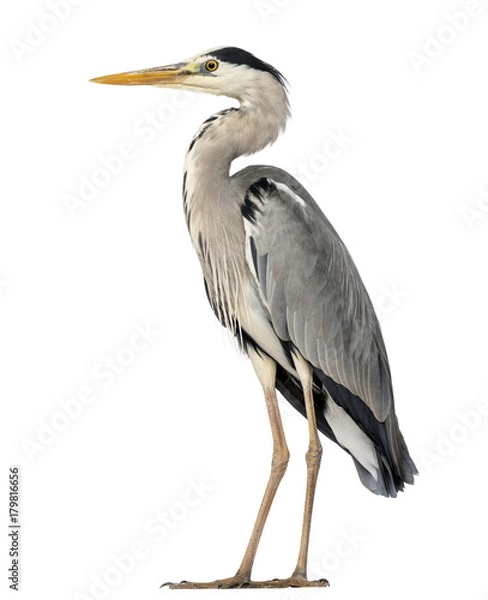Obraz Stojąca czapla siwa, Ardea Cinerea, 5 lat, na białym tle