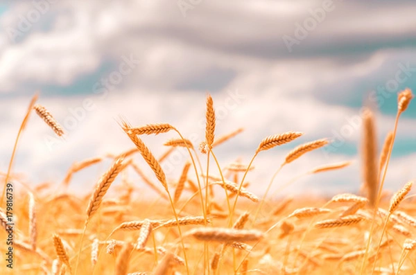 Fototapeta Ears of golden wheat closeup. Wheat field