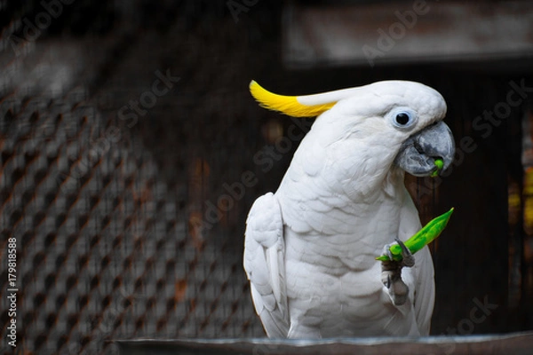Obraz white parrot