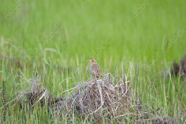 Obraz A Saltmarsh Sparrow in the grassy marsh