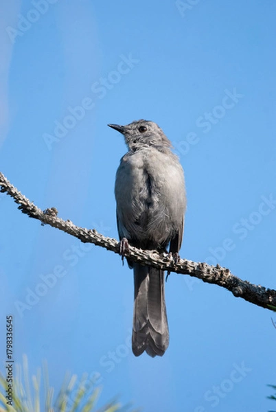 Obraz Portrait of a Grey Catbird