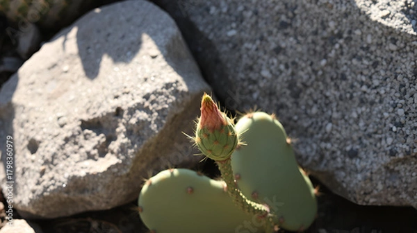 Fototapeta Prickly pear cactus pads beside a speckled granite rock with a new bud lit by warm afternoon sunlight