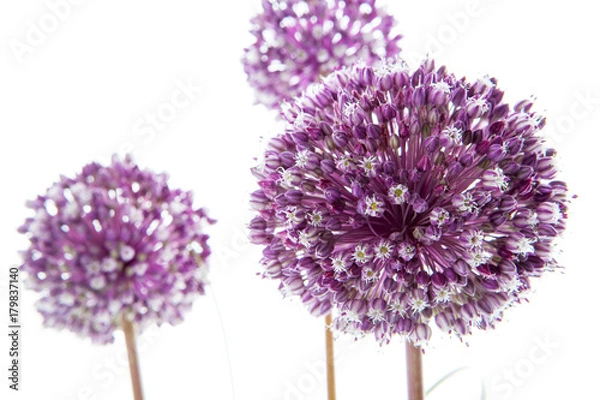 Fototapeta flor de la cebolla aislada
