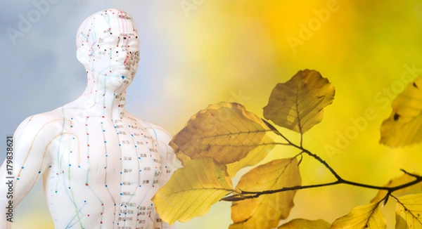 Obraz Akupunkturmann vor Buchenblättern