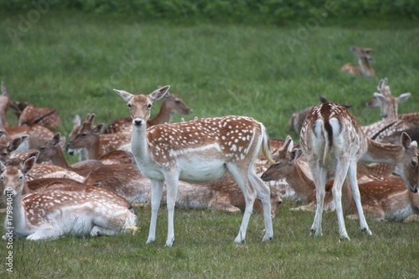 Fototapeta Fallow Deer