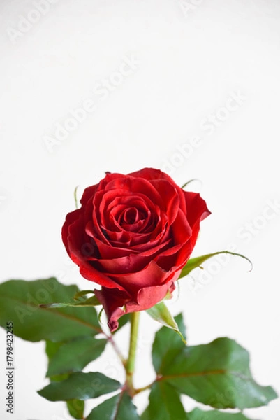 Fototapeta 赤いばら