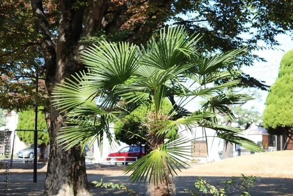 Obraz 晴れた秋の日の静かな公園　シュロの木