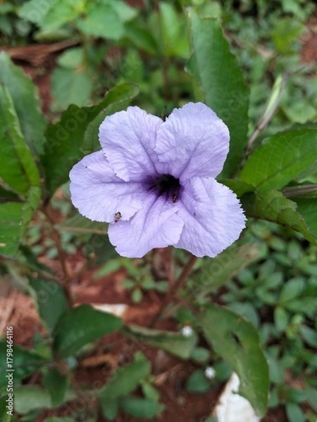 Obraz pink and purple