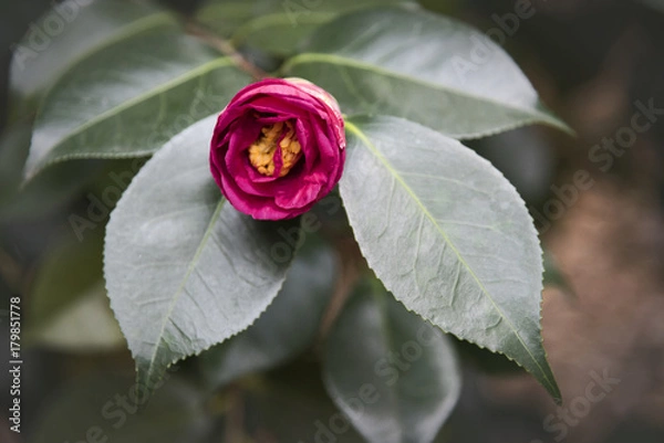 Obraz Yuletide Camellia Bloom