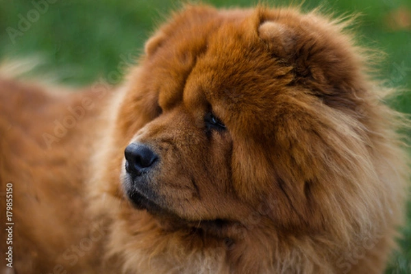 Fototapeta chow-chow