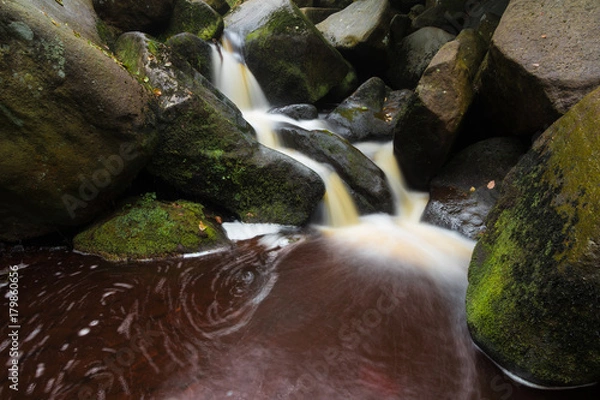 Obraz Swirling Leaves