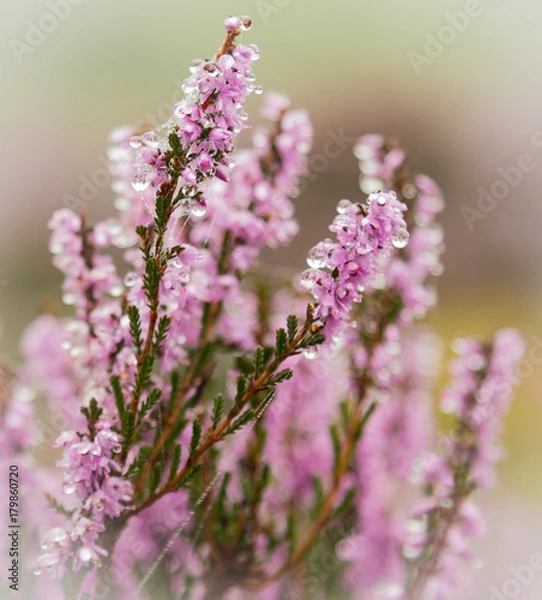 Obraz Heather in the Mist