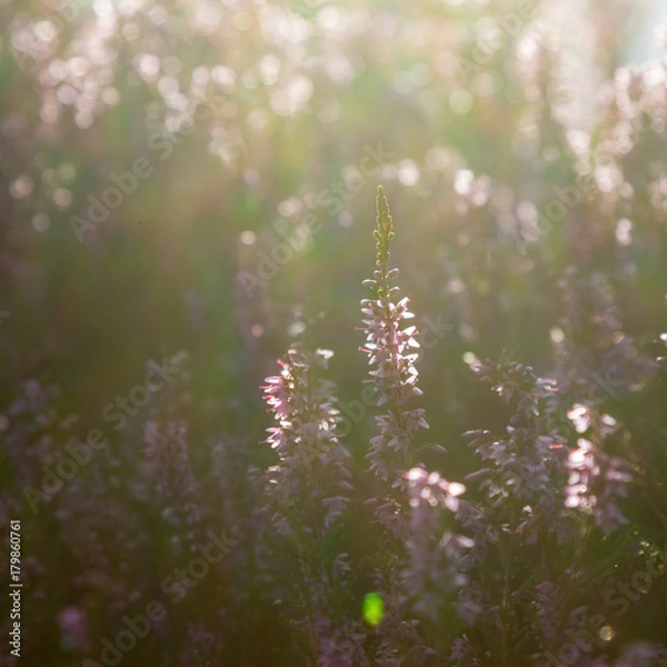 Obraz Rays of Sunlight