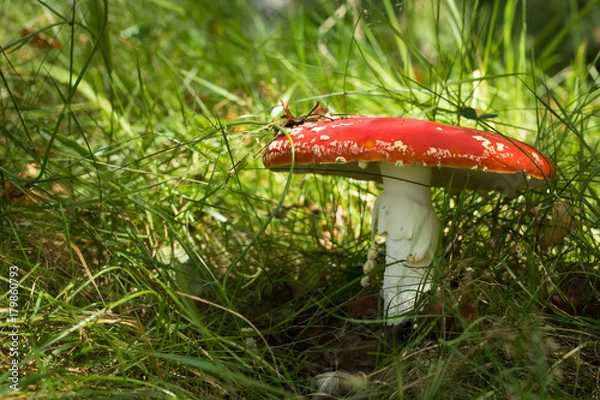 Obraz Hidden Umbrella