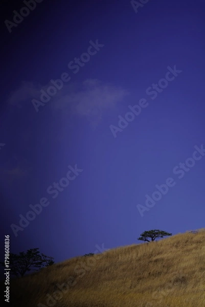 Obraz 민둥산 억새 축제