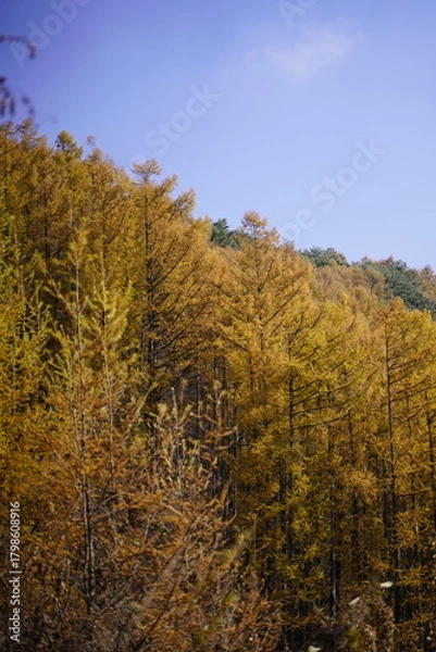 Obraz 민둥산 억새 축제