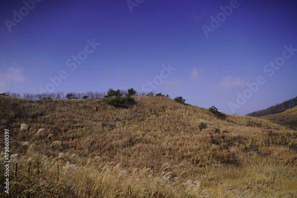 Obraz 민둥산 억새 축제