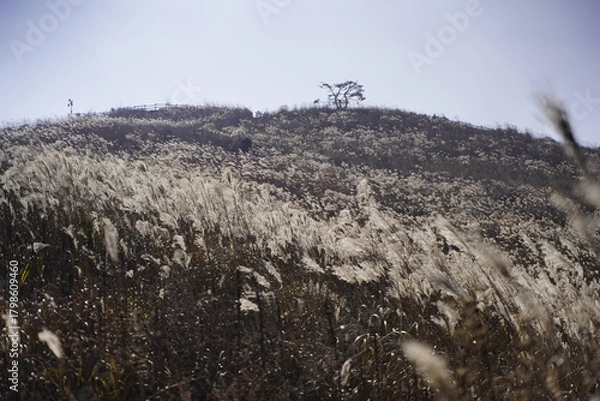 Obraz 민둥산 억새 축제