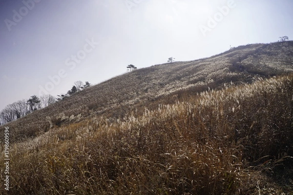 Obraz 민둥산 억새 축제