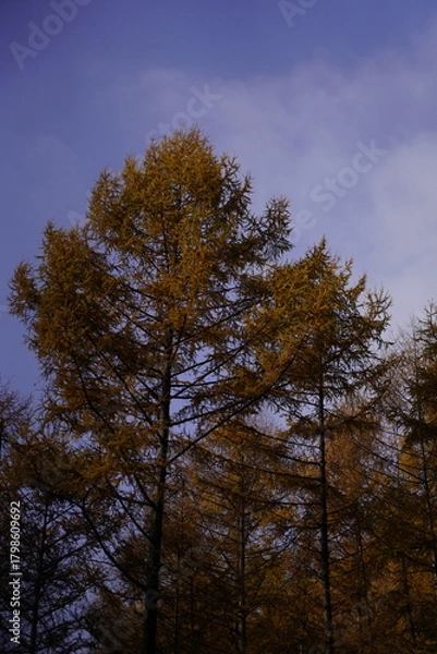 Obraz 민둥산 억새 축제
