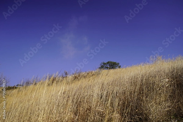 Obraz 민둥산 억새 축제