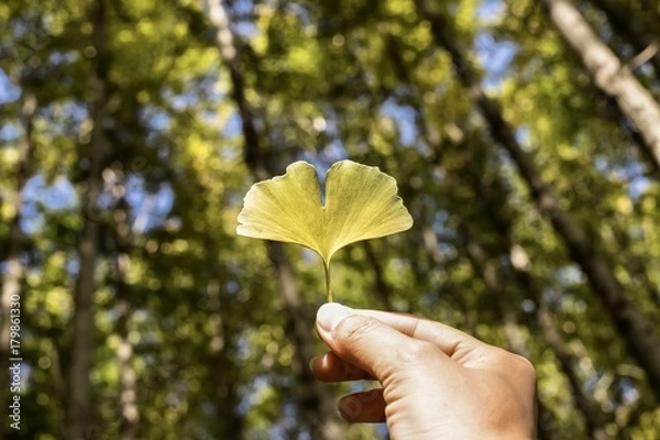 Fototapeta autumn leaf and background