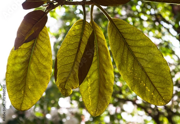 Fototapeta Spring Leaves